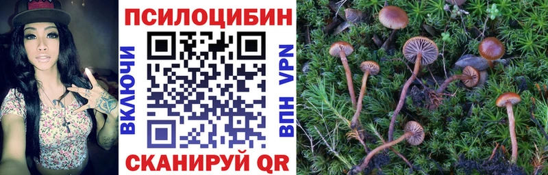 Псилоцибиновые грибы Cubensis  продажа наркотиков  Приозерск 